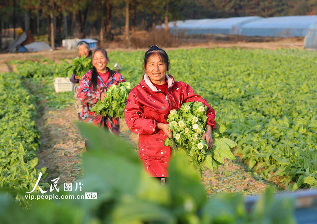 江西泰和：采收蔬菜保供應(yīng)